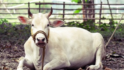 Indie. Dzień przytulania krów nie zastąpi walentynek