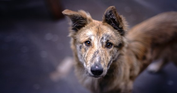Specjalna klatka-łapka. Taki jest cel zbiórki pieniędzy, którą prowadzi Schronisko dla bezdomnych zwierząt w Dyminach obok Kielc. Pracownicy przyznają, że klatka-łapka to często jedyny sposób, by złapać dużego, bezdomnego psa.