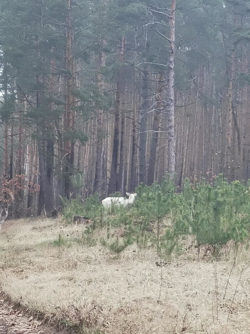 /Łucja Januchowska /