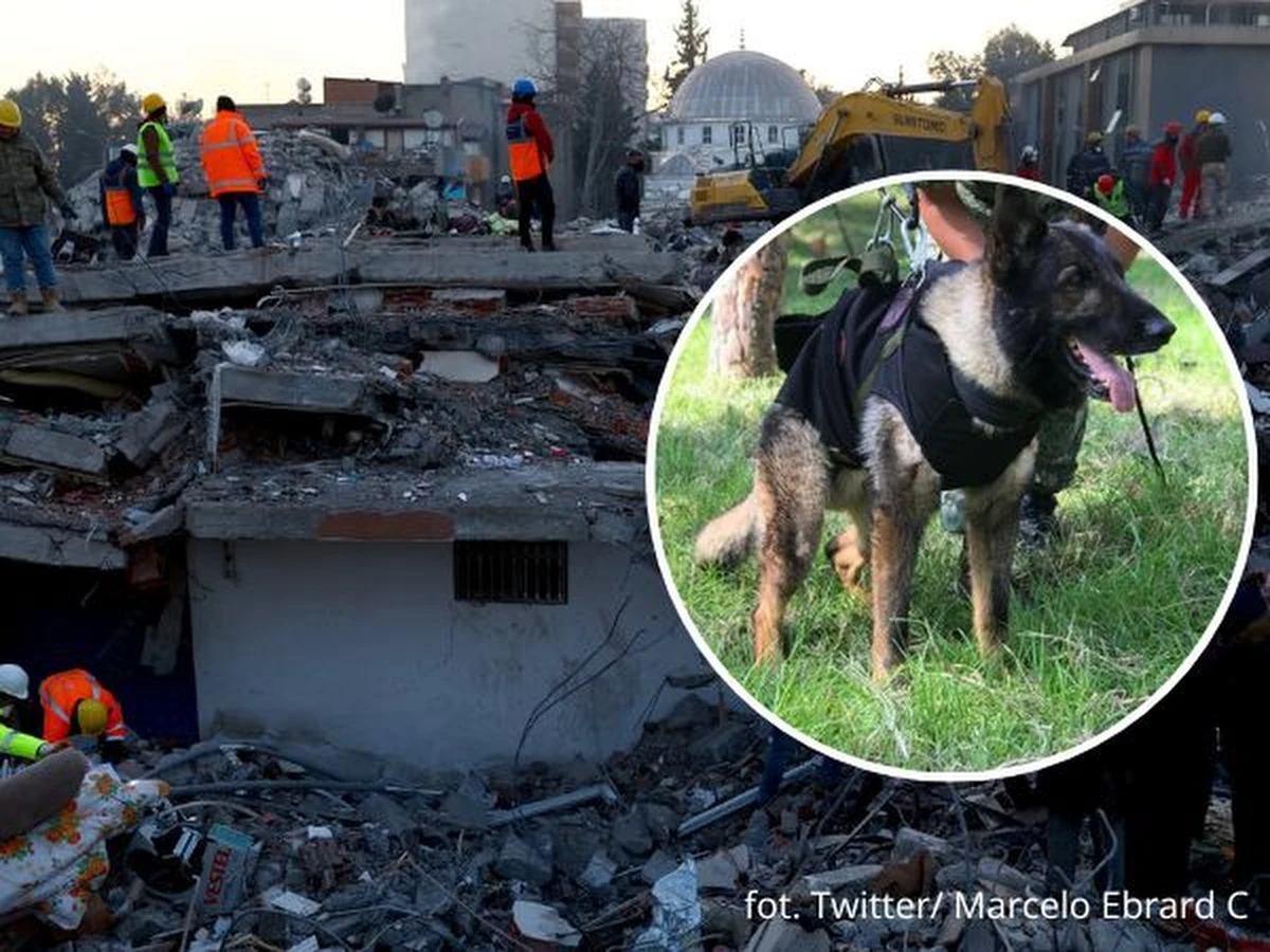W ubiegłym tygodniu w Turcji doszło do potężnych trzęsień ziemi, które były odczuwalne również w sąsiedniej Syrii. W poszukiwanie uwięzionych pod gruzami zaangażowało się wiele zespołów z całego świata, w tym Meksykanie, którzy do regionu dotkniętego katastrofą przylecieli z kilkunastoma psami. Niestety, jeden z nich - o imieniu Proteo - zginął w niedzielę podczas działań ratunkowych w Turcji.