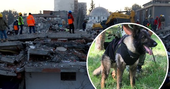 W ubiegłym tygodniu w Turcji doszło do potężnych trzęsień ziemi, które były odczuwalne również w sąsiedniej Syrii. W poszukiwanie uwięzionych pod gruzami zaangażowało się wiele zespołów z całego świata, w tym Meksykanie, którzy do regionu dotkniętego katastrofą przylecieli z kilkunastoma psami. Niestety, jeden z nich - o imieniu Proteo - zginął w niedzielę podczas działań ratunkowych w Turcji.