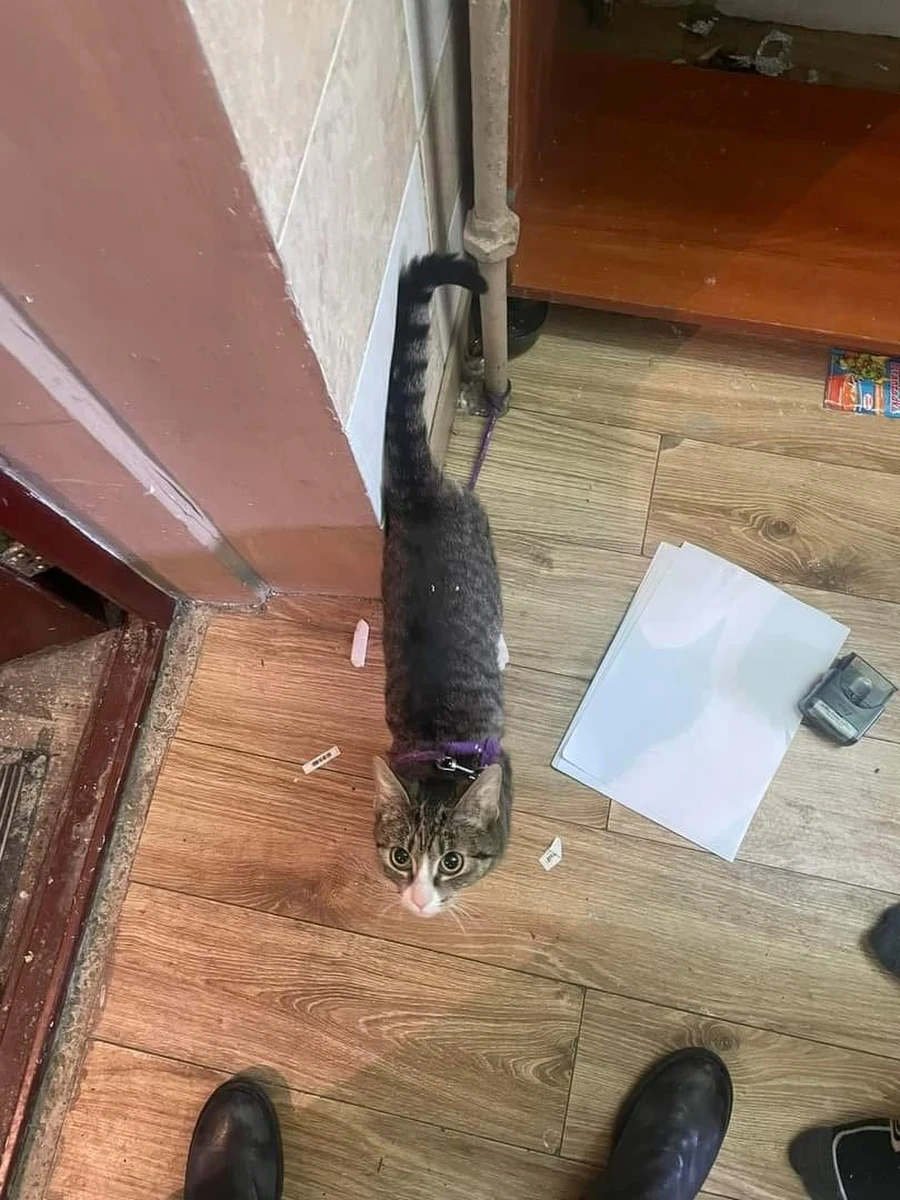 Wrocławska EKOSTRAŻ zawiadamia policję o kotce przypiętej do rury. Smycz, na której była miała zaledwie metr. 