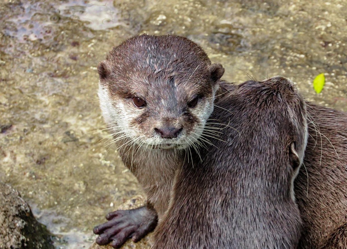 Para wyderek orientalnych z łódzkiego Orientarium - Marlena i Wincent - po raz drugi dochowała się potomstwa. Taką radosną wiadomość przekazali w Walentynki opiekunowie zwierząt. Wiosną całą rodzinę będzie można oglądać w basenie.

