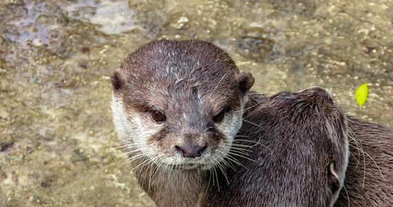 Para wyderek orientalnych z łódzkiego Orientarium - Marlena i Wincent - po raz drugi dochowała się potomstwa. Taką radosną wiadomość przekazali w Walentynki opiekunowie zwierząt. Wiosną całą rodzinę będzie można oglądać w basenie.

