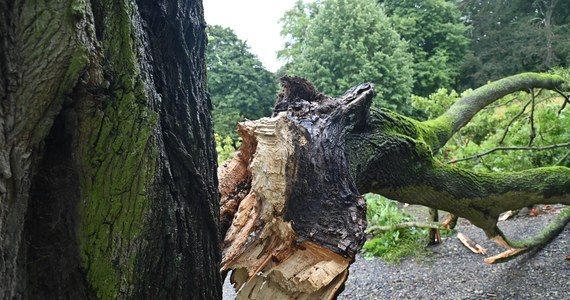 120 km/h – taką prędkość mogą mieć w weekend porywy wiatru na Wybrzeżu. Instytut Meteorologii i Gospodarki Wodnej ostrzega, że w piątek i sobotę ostrzeżenia przed silnym wiatrem mogą objąć całą Polskę. Przewiduje się, że w powiatach nadmorskich będą to alerty trzeciego stopnia.