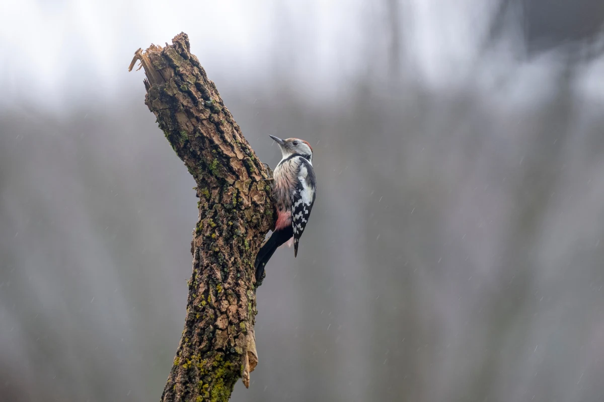 Mimo że zarówno w kalendarzu, jak i w pogodzie mamy jeszcze zimę, to w lasach i parkach słychać już pierwsze oznaki zbliżającej się wiosny. To m.in. werblenie dzięciołów czy śpiew sikorek. Niedługo powinny też pojawić się pierwsze żurawie. Bociany tworzą już sejmiki i za kilka dni powinny wyruszyć z ciepłych krajów.