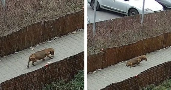 Puławscy policjanci ustalili mężczyznę, który na ulicy znęcał się nad psem. Wiele razy kopnął jamnika. Chwilę później pies został znaleziony martwy. Katem okazał się jego właściciel.
