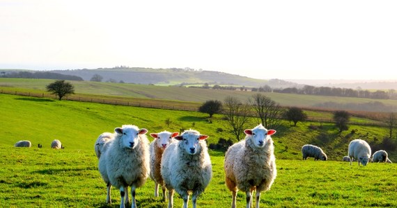 ​Zarząd województwa małopolskiego przeznaczy 2 mln zł na ochronę różnorodności biologicznej i krajobrazu poprzez wypas kulturowy owiec. Bacowie muszą złożyć wnioski do 9 marca, aby otrzymać fundusze.