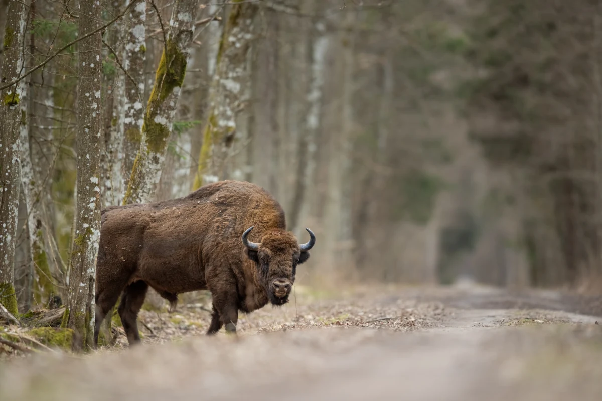 ​Leśnicy z nadleśnictwa Borki w Puszczy Boreckiej dokarmiają zimą żubry. Gdyby tego nie robili, to te największe europejskie ssaki wchodziłyby na pola i powodowały duże szkody w uprawach. Wśród frykasów, jakie żubry dostają do koryta, są dynie, kiszonki kiszonka z kukurydzy i siano.