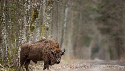 Leśnicy dokarmiają żubry. Wśród przysmaków dynie