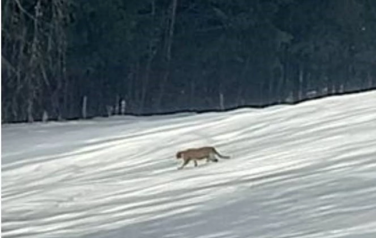 Zwierzę przypominające pumę zostało sfotografowane przez jednego z mieszkańców miejscowości Binczarowa w Małopolsce. Temat nagłośnili strażacy z OSP Florynka, którzy zaapelowali do mieszkańców o ostrożność. Na zdjęciu widać, jak puma spaceruje po zaśnieżonym polu przy lesie.
