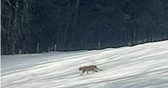 Zwierzę przypominające pumę zostało sfotografowane przez jednego z mieszkańców miejscowości Binczarowa w Małopolsce. Temat nagłośnili strażacy z OSP Florynka, którzy zaapelowali do mieszkańców o ostrożność. Na zdjęciu widać, jak puma spaceruje po zaśnieżonym polu przy lesie.