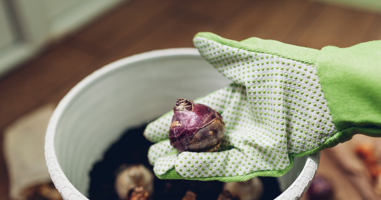 Nie sadź tak cebulek. Jeden błąd, spore konsekwencje dla ogrodu