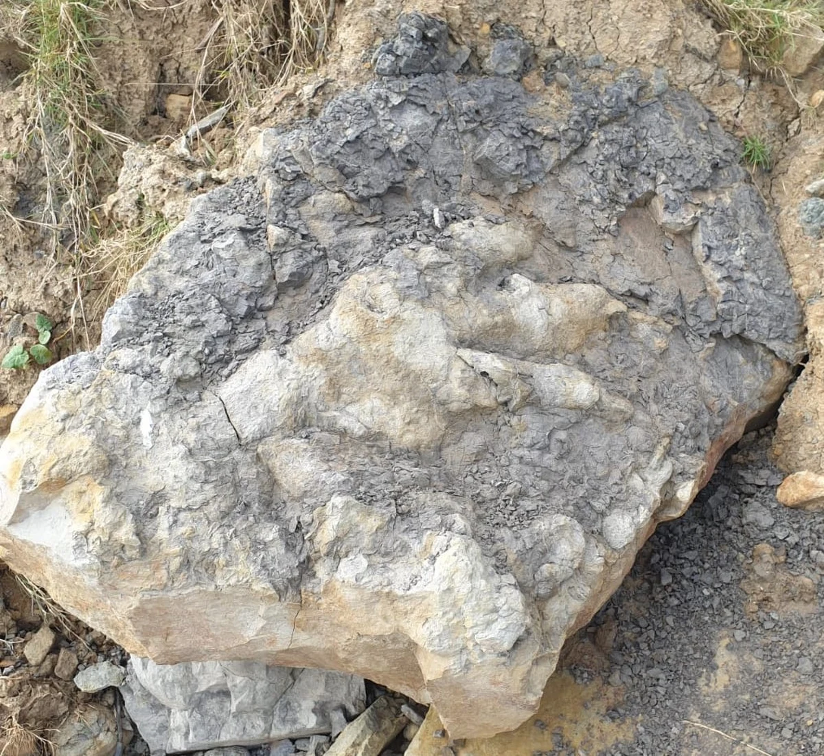 Ponad 90-centrymetrowy odcisk łapy dinozaura znaleziono w Yorkshire. Powstał on prawdopodobnie 166 milionów lat temu. 