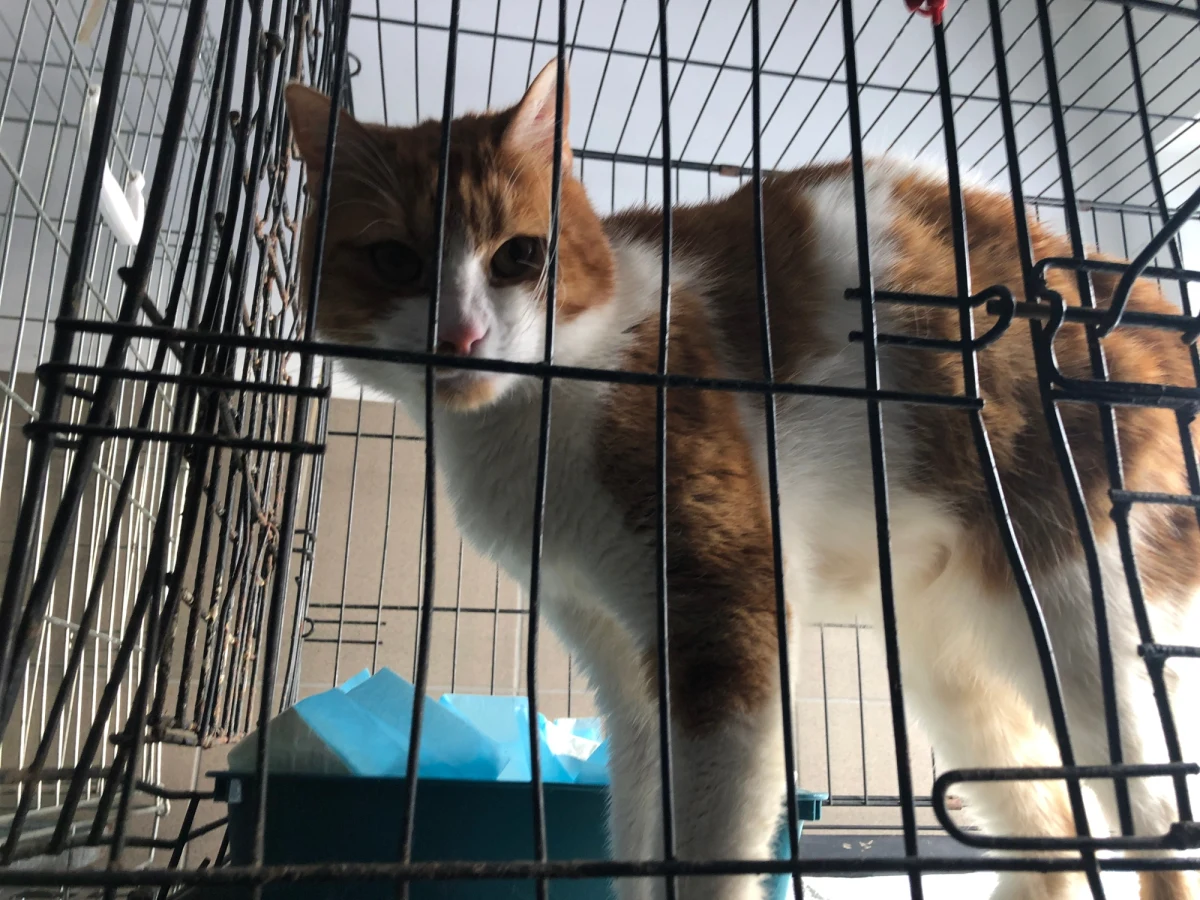 Dzisiaj Światowy Dzień Kota. Z tej okazji nasz dziennikarz sprawdzał, jakie zwierzęta czekają na adopcję w Schronisku dla Bezdomnych Zwierząt w Dyminach pod Kielcami. "Bardzo różne koty, a także psy czekają. Od małych pimpków po naprawdę duże zwierzęta, prawdziwe kocury" - opisuje Manuela Perez-Wojakowska ze Schroniska w Dyminach.
