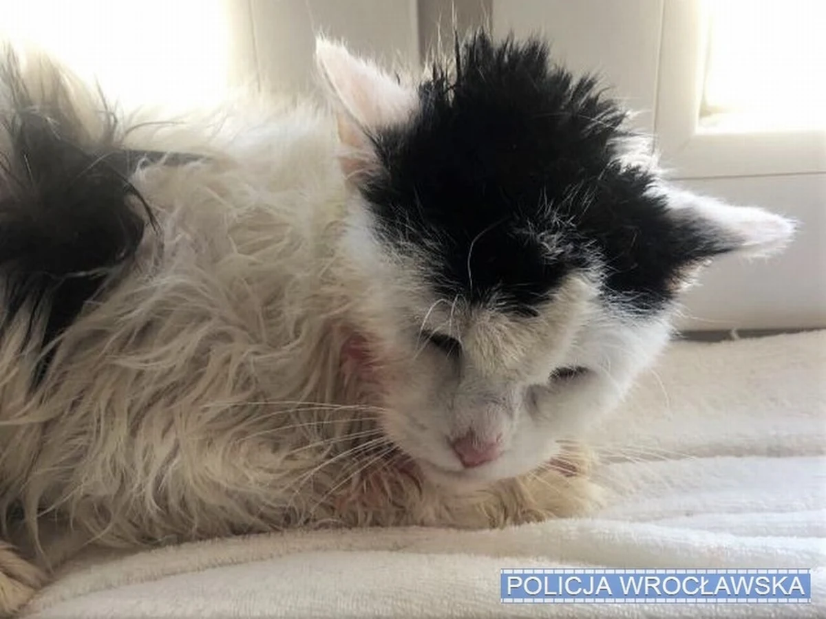 Za uderzanie kotem o barierkę balkonu i kopanie zwierzęcia 43-latkowi z Wrocławia grożą nawet 3 lata więzienia. Kot ma złamane żebra i żuchwę oraz pęknięty mostek.