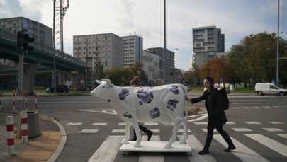 Nietypowa spółdzielnia w Warszawie. Można wypożyczyć nawet figurę krowy