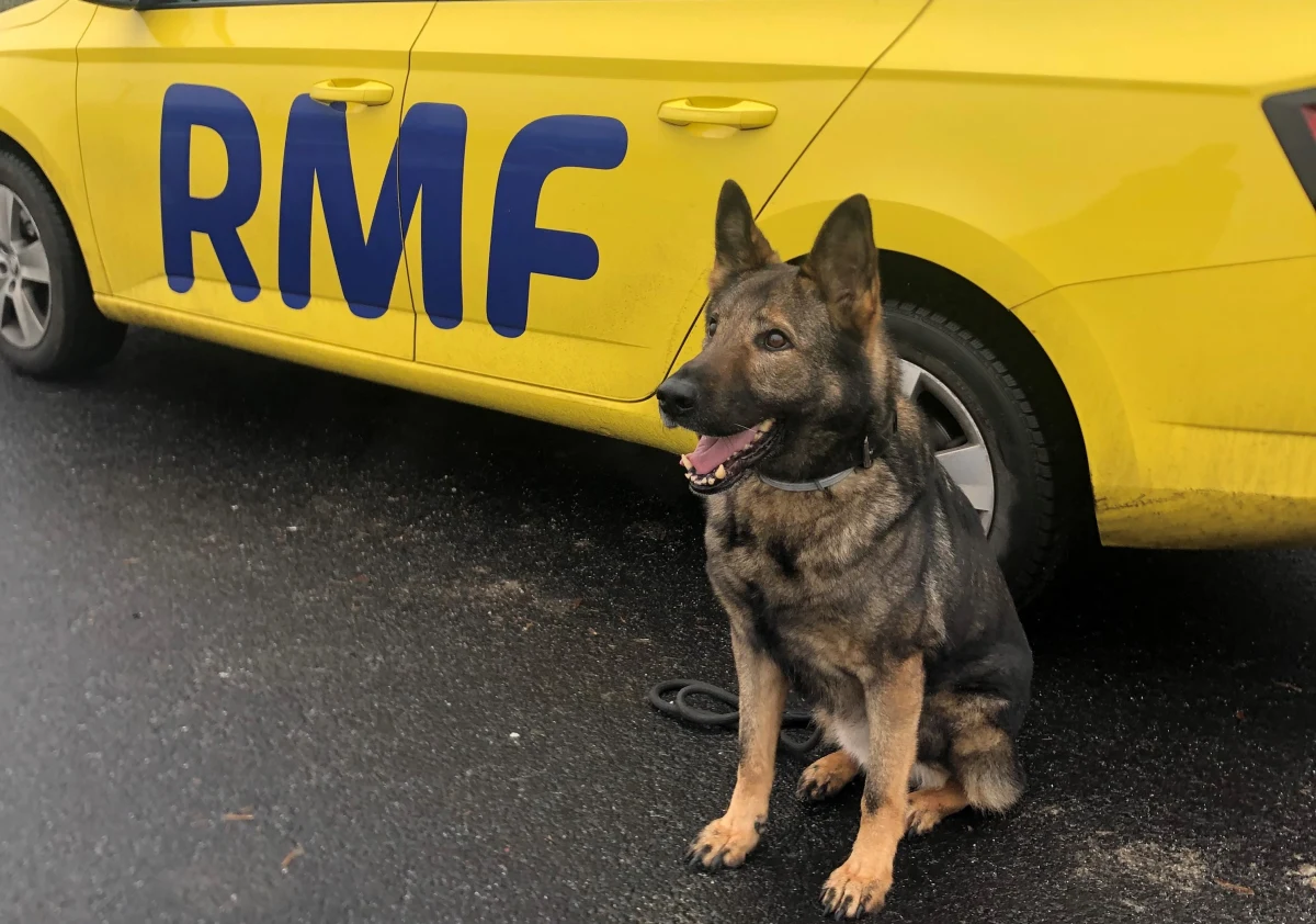 Owczarek niemiecki Baster po wielu latach służby w straży granicznej przechodzi na zasłużoną emeryturę. Spędzi ją w towarzystwie swojego przewodnika, z którym pracował przez ostatnie 7 lat.