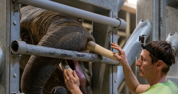 100 kg jedzenia i 100 kg... słoniowej kupy - z takimi wyzwaniami musi się zmierzyć opiekun słoni. Orientarium ZOO Łódź szuka nowego opiekuna dla tych wielkich zwierząt. 
