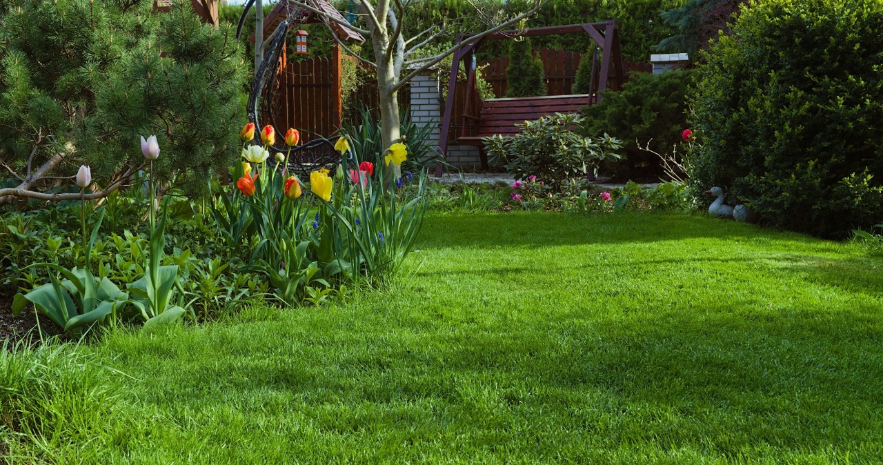 Z powodzeniem zastąpi kosztowny nawóz. Trawnik zyska intensywny kolor
