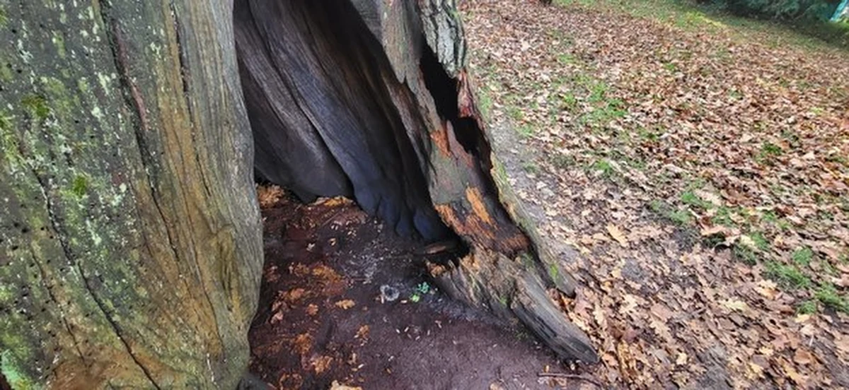 "Cysters" jest jednym z najstarszych drzew na Górnym Śląsku, pomnikiem przyrody i częścią historii klasztoru cystersów w Rudach. Niestety, jesienią ubiegłego roku wandale podpalili drzewo. Badania tomografem mają dać odpowiedź na pytanie, czy okaz przetrwa.