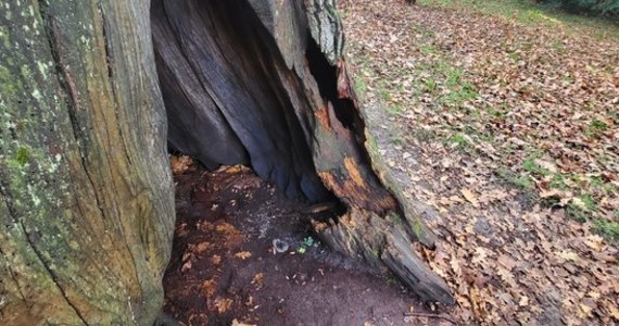 "Cysters" jest jednym z najstarszych drzew na Górnym Śląsku, pomnikiem przyrody i częścią historii klasztoru cystersów w Rudach. Niestety, jesienią ubiegłego roku wandale podpalili drzewo. Badania tomografem mają dać odpowiedź na pytanie, czy okaz przetrwa.