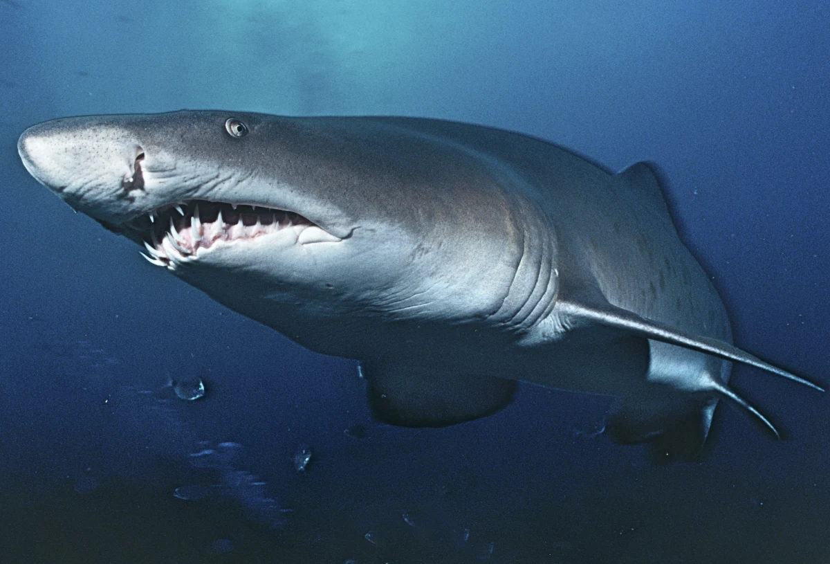 Na wypełnionej tłumami ludzi plaży na Nowej Kaledonii doszło do ataku rekina. Zwierzę tak mocno poturbowało 59-letniego turystę z Australii, że mężczyzna zmarł wkrótce po wyciągnięciu na brzeg. Władze zarządziły odstrzał rekinów pływających w okolicznych wodach.