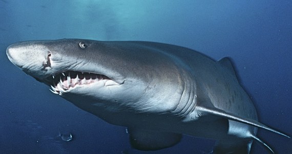 Na wypełnionej tłumami ludzi plaży na Nowej Kaledonii doszło do ataku rekina. Zwierzę tak mocno poturbowało 59-letniego turystę z Australii, że mężczyzna zmarł wkrótce po wyciągnięciu na brzeg. Władze zarządziły odstrzał rekinów pływających w okolicznych wodach.