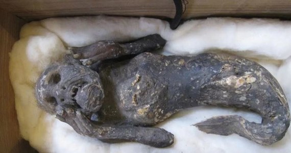 Mumia syreny od dziesiątek lat ściągała tłumy zainteresowanych do świątyni w mieście Asakuchi w Japonii. W końcu naukowcy postanowili ją zbadać. Ich wnioski są zaskakujące.
