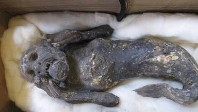 Tajemnica mumii syreny rozwiązana