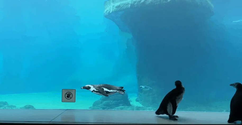 /ZOO Wrocław /Internet