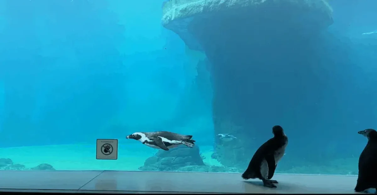 Do odwołania nie można zobaczyć na wybiegu pingwinów przylądkowych z wrocławskiego zoo. Zamknięto je tymczasowo na zapleczu Afrykarium. To z powodu występowania we Wrocławiu ptasiej grypy i związanych z tym zaleceń powiatowego lekarza weterynarii.