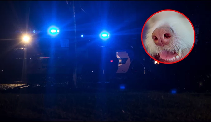 USA: Policjant zabił psa. Ukrył zwłoki w koszu na śmieci