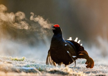 ​Ograniczenia w Dolinie Chochołowskiej. Powód? Ochrona cietrzewi