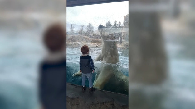 Internet podbija nagranie małego chłopca, który wybrał się z tatą na wycieczkę do zoo w Salt Lake City. Czteroletni Noah i jego tato, Cody, podziwiali z bliska niedźwiedzia polarnego. W pewnym momencie olbrzymi ssak podpłynął do chłopca i wynurzył się tuż przed nim. Przez krótki moment widać, jakich rozmiarów jest niedźwiedź, a przy okazji, jak dobrym jest pływakiem. 
