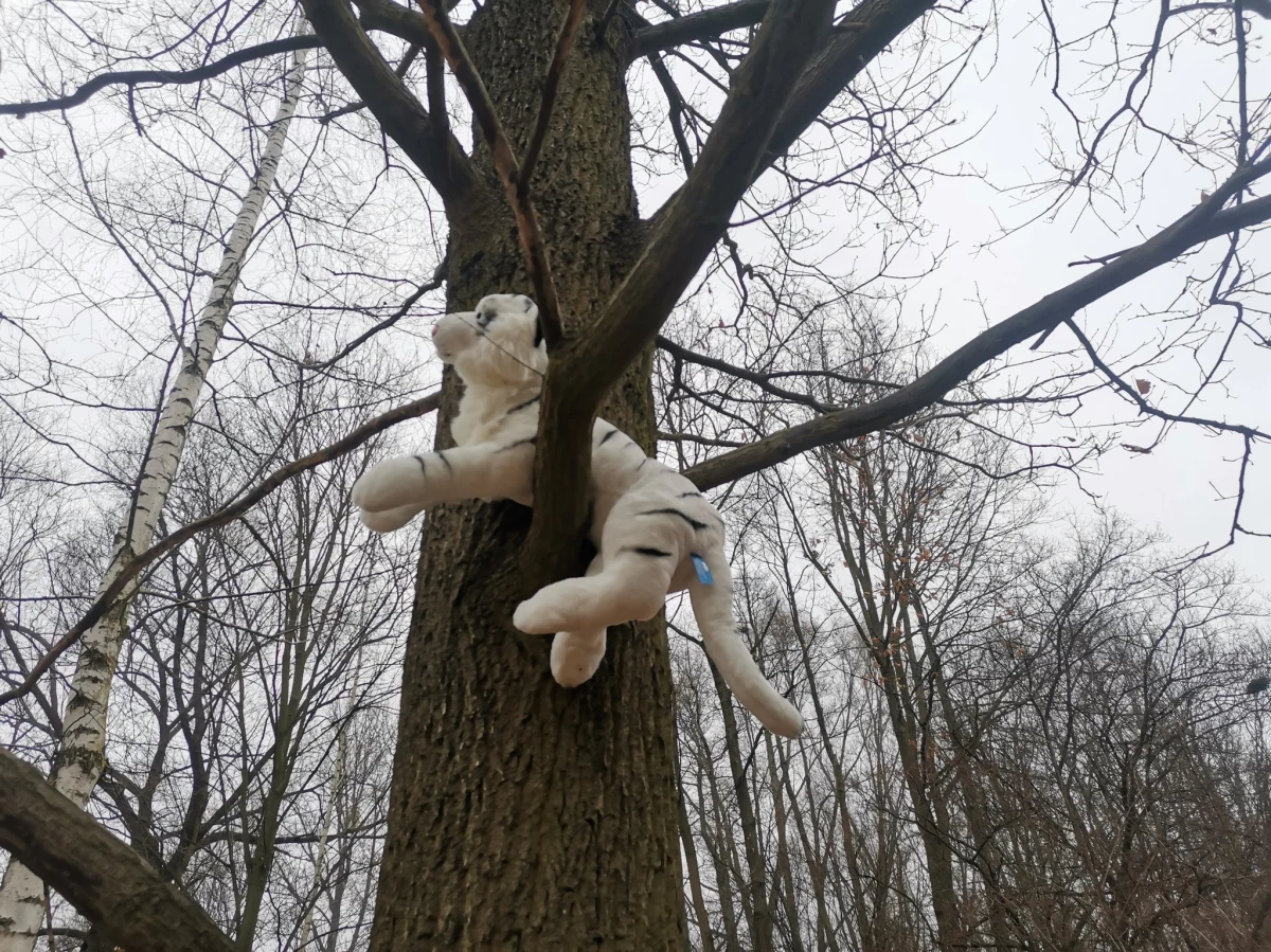 Pantera śnieżna ucieka z wybiegu w zoo i przedostaje się na teren Parku Śląskiego, a wszystkie służby postawione są na równe nogi - to scenariusz ćwiczeń, które odbyły się w Śląskim Ogrodzie Zoologicznym w Chorzowie. To pierwsze takie ćwiczenia w Polsce.