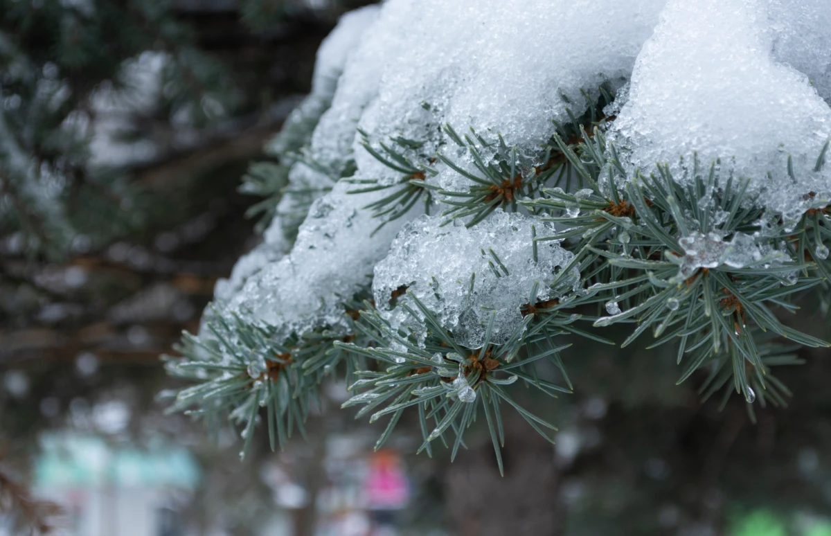 Chociaż ostatnie dni wydawały się zapowiedzią wiosny, to czeka nas jeszcze powrót zimy. W ostatni weekend ferii śnieg spadnie w całym kraju. Najwięcej w górach - nawet do 15 cm. Będzie to jednak tylko chwilowe ochłodzenie. Już od przyszłego tygodnia wróci prawdziwie wiosenna aura.
