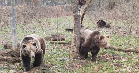 Zwiastun wiosny we wrocławskim ogrodzie zoologicznym. Niedźwiedzice Mania i Kora po raz pierwszy - po długiej zimowej przerwie - wyszły na zewnętrzny wybieg.
