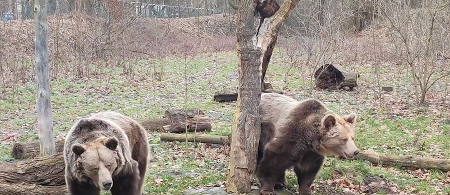 Zwiastun wiosny we wrocławskim ogrodzie zoologicznym. Niedźwiedzice Mania i Kora po raz pierwszy - po długiej zimowej przerwie - wyszły na zewnętrzny wybieg.