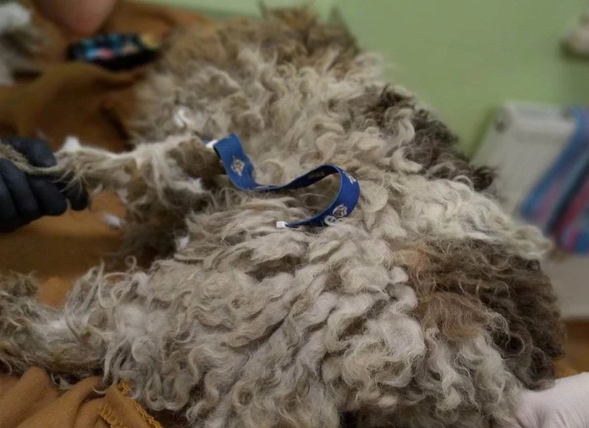 ​Białostoccy policjanci zatrzymali pijaną kobietę w związku ze sprawą wyrzucenia psa przez balkon w centrum miasta. Pies przeżył upadek, jest pod opieką miejscowego schroniska dla zwierząt.