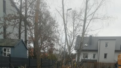 Dzielnica wycina kolejne drzewa. Pomimo zarządzenia prezydenta Warszawy