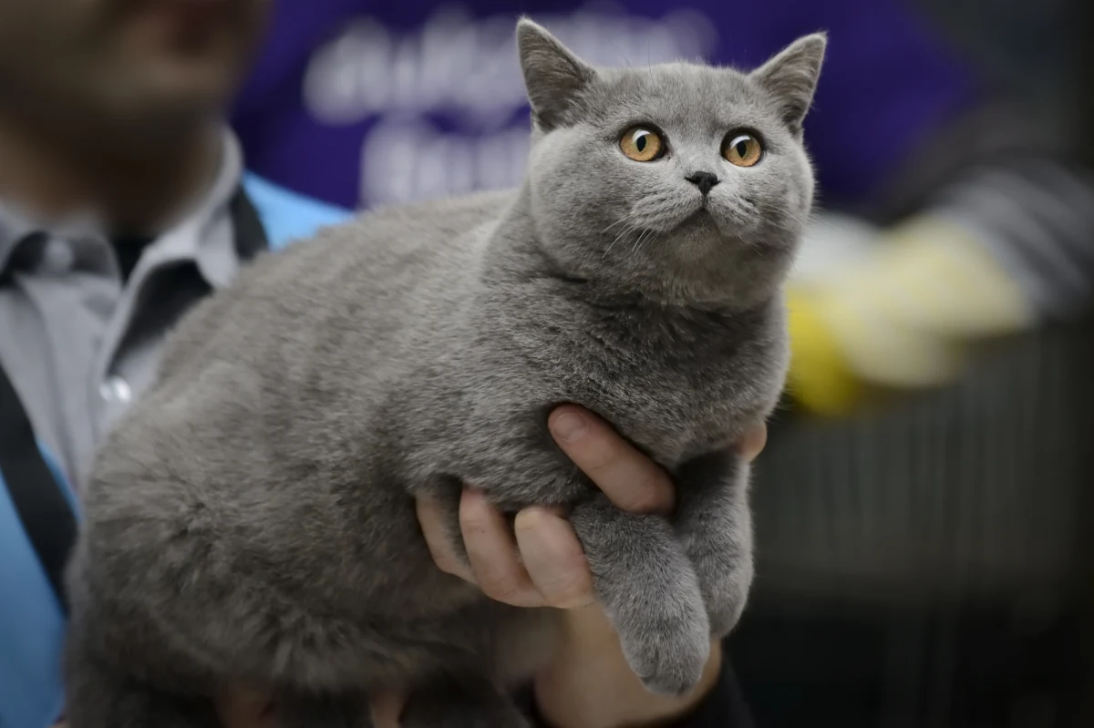 65 kotów, przedstawicieli 10 najpopularniejszych ras można podziwiać w Łodzi na wystawie w Galerii Łódzkiej. Zjawiskowe koty różnią się wielkością, kolorem futra, charakterem. 