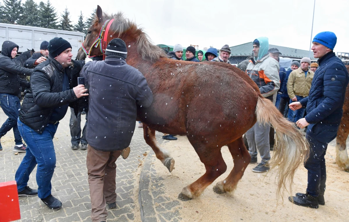 ​Dwudniowy jarmark koński "Wstępy" - jedna z największych tego typu imprez w Polsce - rozpoczyna się w poniedziałek w Skaryszewie (Mazowieckie). Władze miasta zapewniają, że robią wszystko, by spełnione były normy dotyczące bezpieczeństwa, transportu i dobrostanu koni.