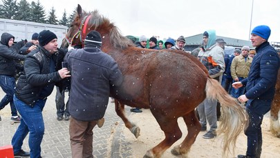 Końskie targi w Skaryszewie. Co na to obrońcy praw zwierząt?
