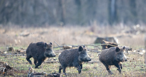 ​Skórę świniodzika zawieszoną na drzewie tuż przy drodze znaleziono w lesie koło Nekli w Wielkopolsce. Makabrycznego odkrycia dokonał jeden z mieszkańców. To nie pierwsza taka sytuacja w tej okolicy.