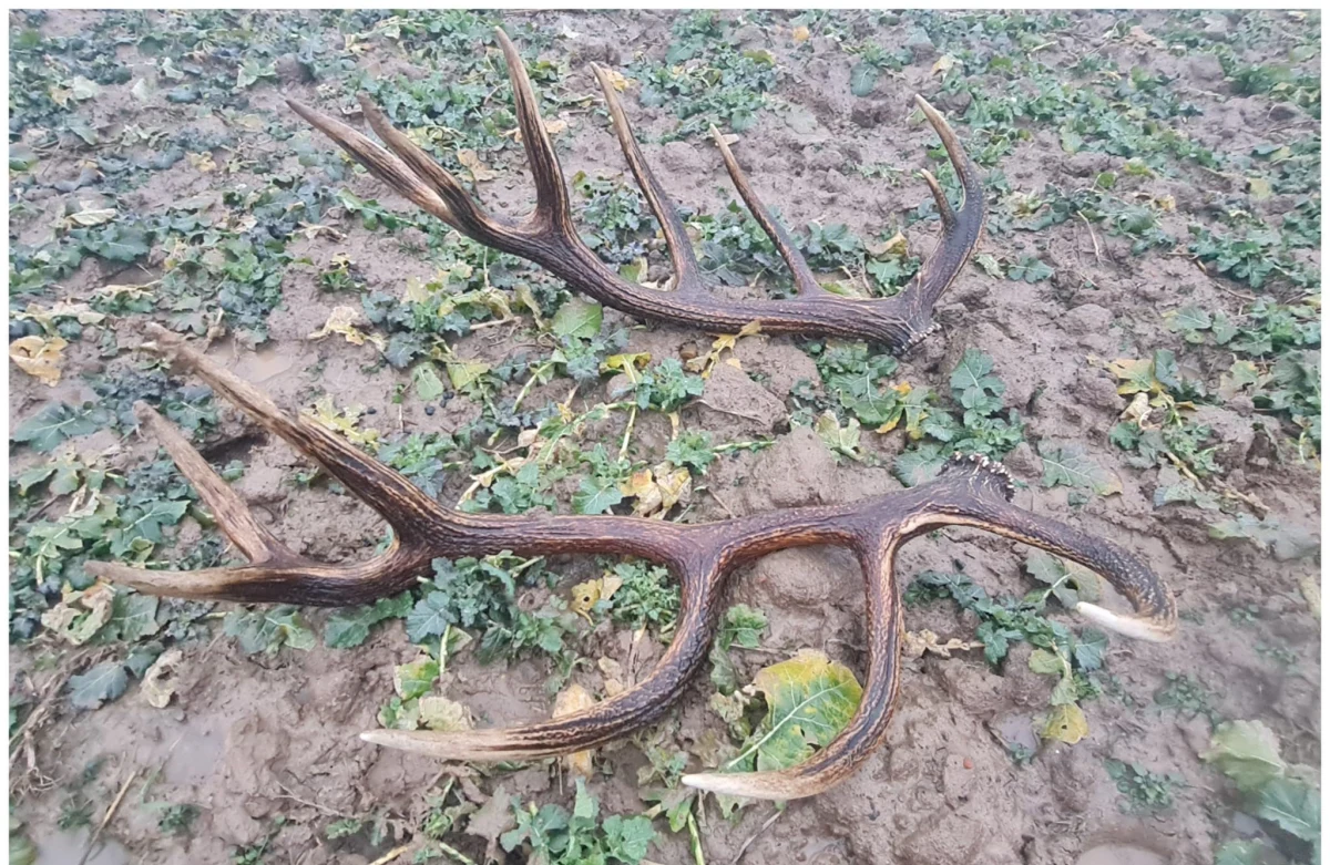 Sześciokilogramowe poroże jelenia znalazł w okolicach Zapolic (gmina Trzebiatów), fotograf przyrody Sławomir Skukowski. Obserwował tego byka od września. Pomyślał nawet, że byłoby fajnie znaleźć jego poroże, kiedy je zrzuci - przyznaje szczęśliwy znalazca. - I właśnie je mam. Poszczęściło mi się.