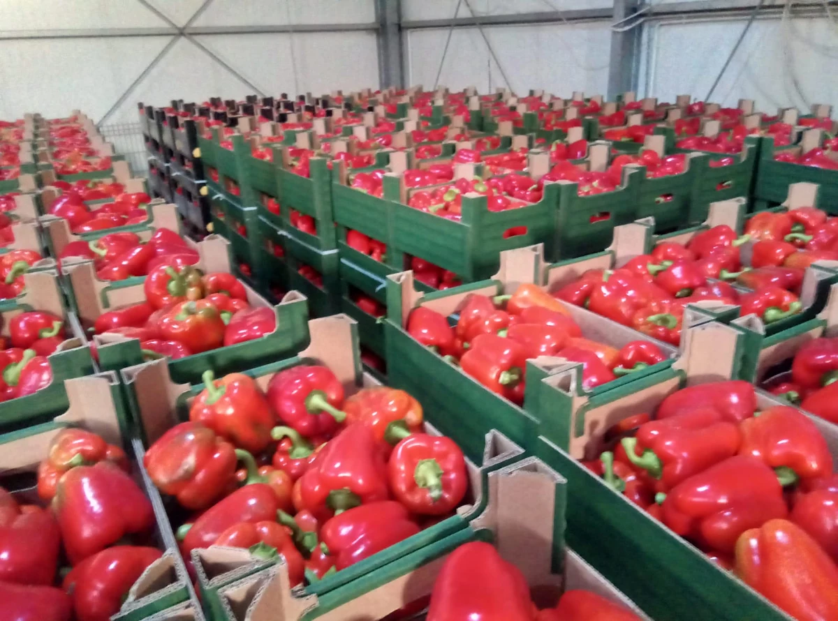 Kilogram papryki za 29, 32, a nawet 35 złotych. Do tego ogórki, cebula i pomidory nawet trzy razy droższe niż przed rokiem. O takich cenach w waszych sklepach informujecie na adres fakty@rmf.fm. Reporter RMF FM Michał Dobrołowicz sprawdzał, z czego wynikają tak wysokie ceny i rozmawiał z plantatorami z paprykowego zagłębia na południu Mazowsza, z gminy Potworów w powiecie przysuskim.