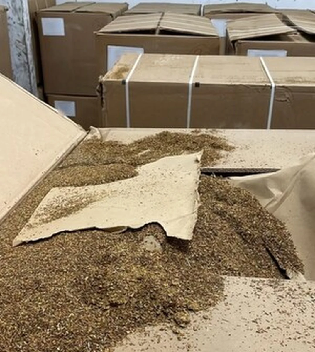 Służby przejęły prawie 16 ton tytoniu bez akcyzy. Gdyby trafił on do sprzedaży, straty Skarbu Państwa wyniosłyby blisko 18 mln złotych. W wykryciu nielegalnego magazynu, który znajdował się w powiecie wołomińskim na Mazowszu,pomógł pies Dolar.     