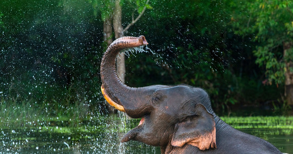 Nowoczesność wkracza do sfery sakralnej. W świątyni Irinjadappilly Sree Krishna w indyjskiej prowincji Kerala stanie słoń-robot, który ma zastąpić żywe zwierzęta w czasie rytuałów. Ten eksperyment może w przyszłości uratować życie wielu trzymanym w niewoli słoniom.