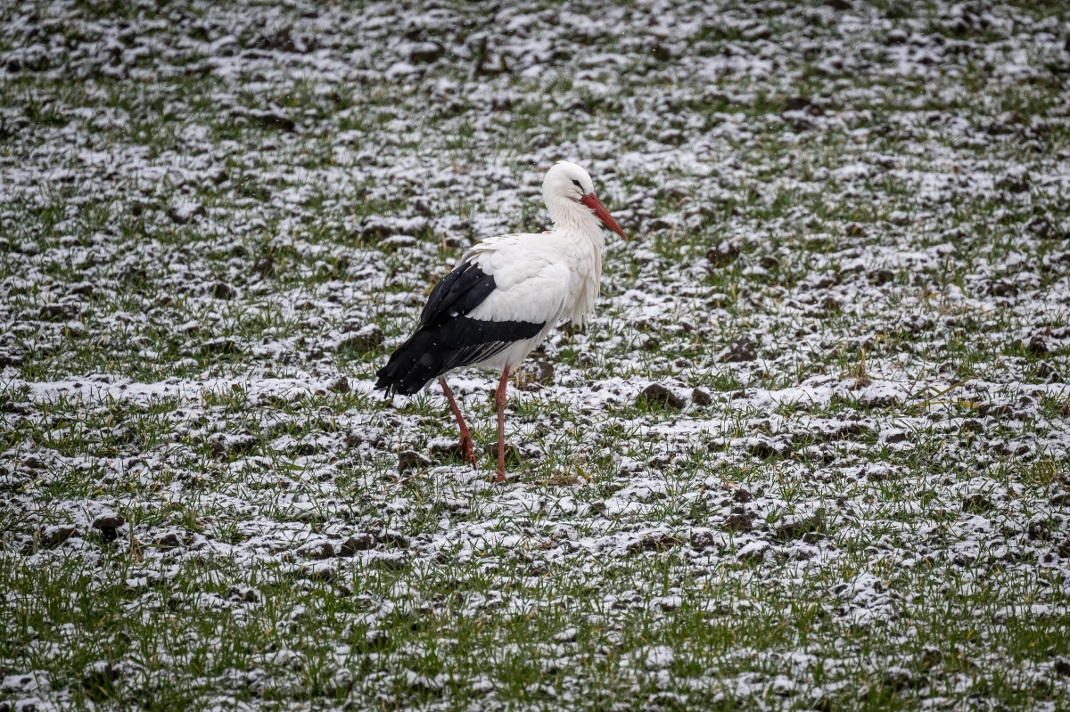 Chociaż temperatura za oknem na to nie wskazuje, to dzisiaj jest pierwszy dzień wiosny meteorologicznej. Dnia przybywa, noce stają się coraz krótsze. Możemy spodziewać się coraz więcej chwil ze słońcem i wyższych wartości na termometrach. Kiedy przyjdzie wiosna astronomiczna i kalendarzowa?